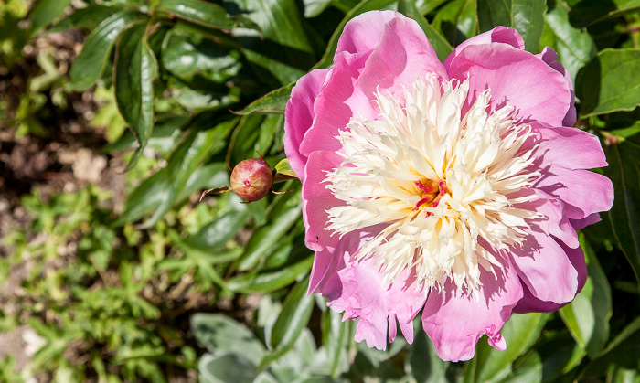 Garten des Bischofspalastes Chichester