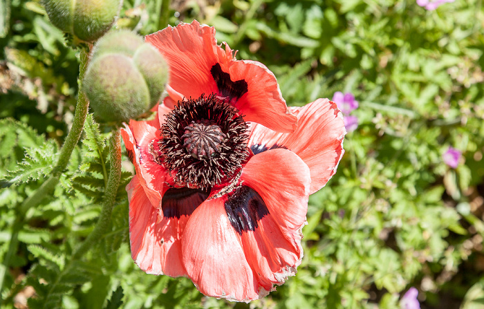 Garten des Bischofspalastes Chichester