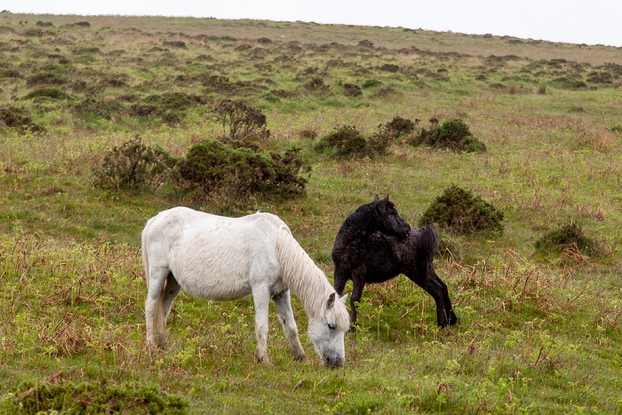 Dartmoor National Park Dartmoor: Pferde