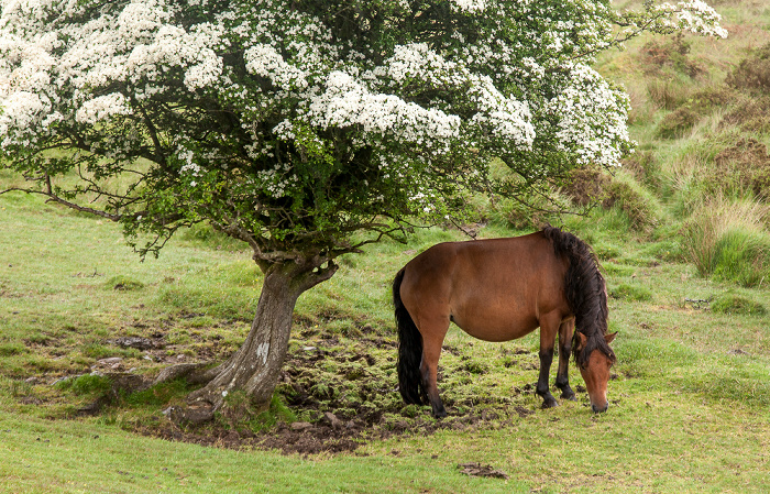 Dartmoor: Pferd Dartmoor National Park