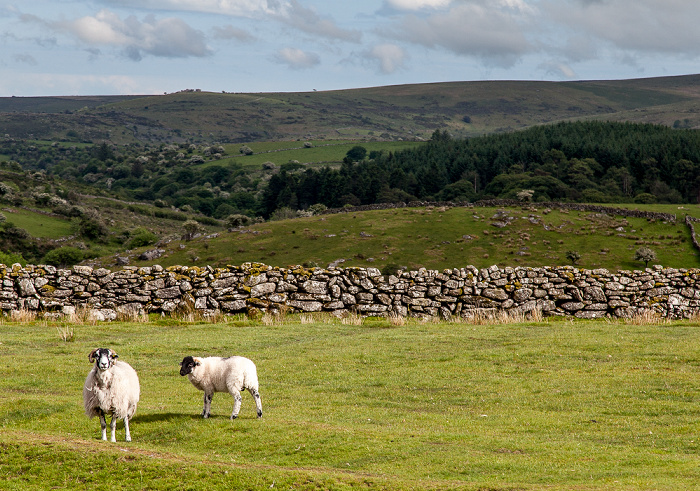 Dartmoor National Park Dartmoor: Schafe