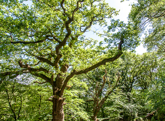 Dartmoor National Park Dartmoor