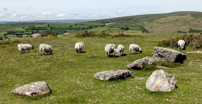 Dartmoor National Park Dartmoor: Schafe