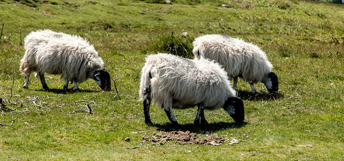 Dartmoor National Park Dartmoor: Schafe