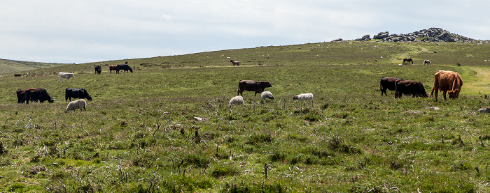 Dartmoor National Park Dartmoor: Rinder, Schafe und Pferde