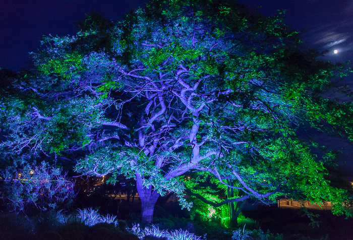 Torquay Abbey Park: Blaubeleuchteter Baum