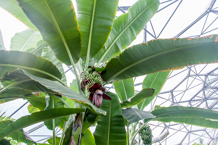 St Blazey Eden Project: Rainforest Biome