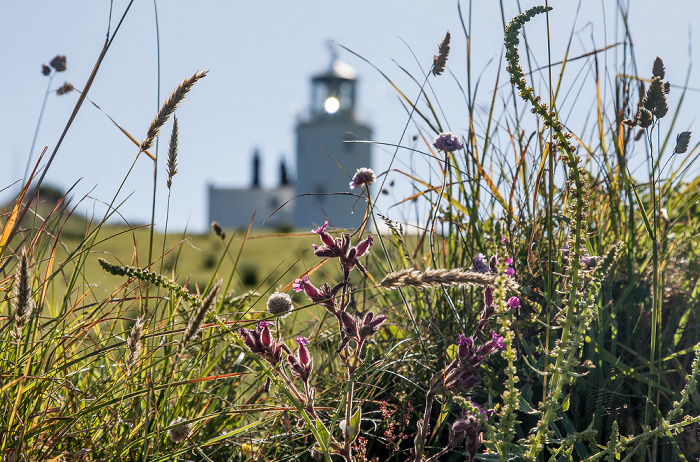 Lizard Lizard Lighthouse