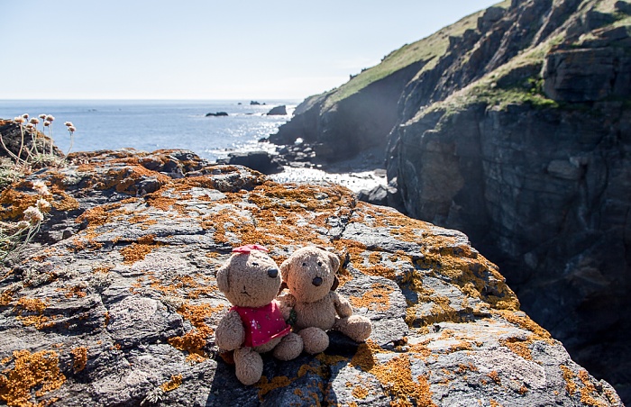 Lizard Teddine und Teddy