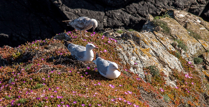 Lizard Point: Seemöwen