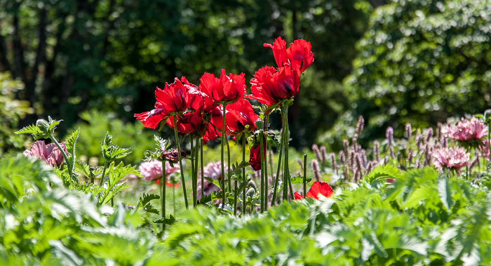 Lanhydrock Garden Bodmin