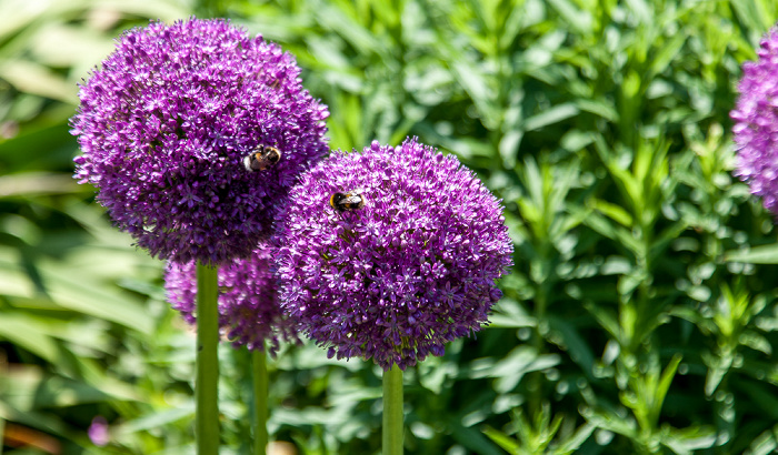 Lanhydrock Garden Bodmin