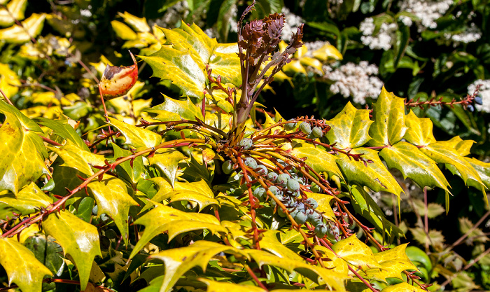 Bodmin Lanhydrock Garden