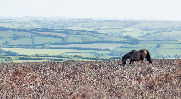 Exmoor National Park Dunkery Hill: Exmoor-Pony