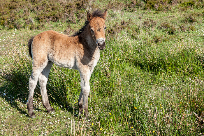 Dunkery Hill: Exmoor-Pony Exmoor National Park