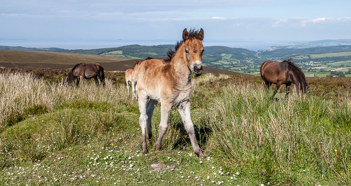 Exmoor National Park Dunkery Hill: Exmoor-Ponys