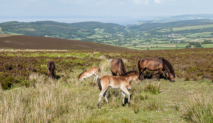 Dunkery Hill: Exmoor-Ponys Exmoor National Park