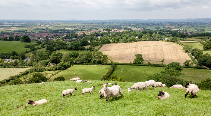Glastonbury Tor: Schafe