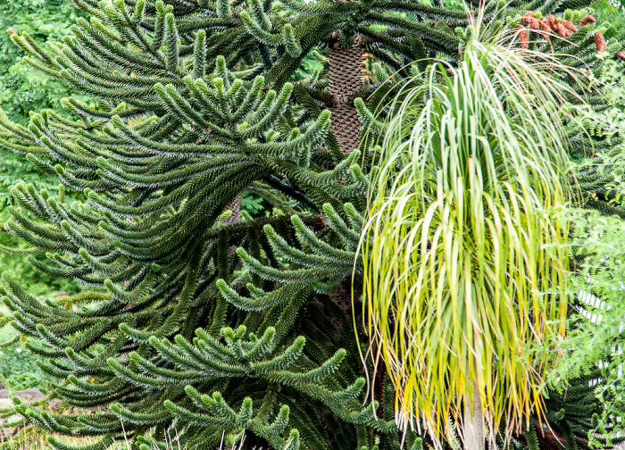 Herrenhäuser Gärten: Berggarten Hannover