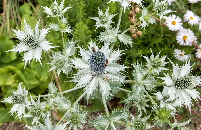 Herrenhäuser Gärten: Berggarten Hannover