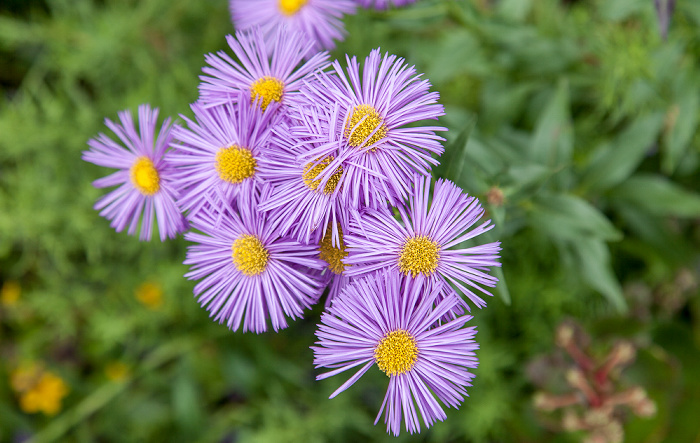 Herrenhäuser Gärten: Berggarten Hannover