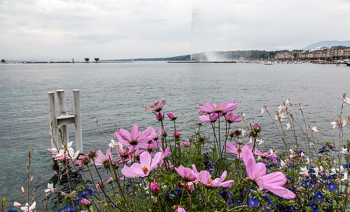 Promenade du Lac, Genfer See (Lac Léman) mit dem Jet d’eau Genf