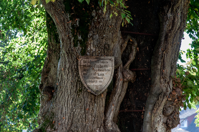 Insel Reichenau Mittelzell: Etwa 700 Jahre alte Linde