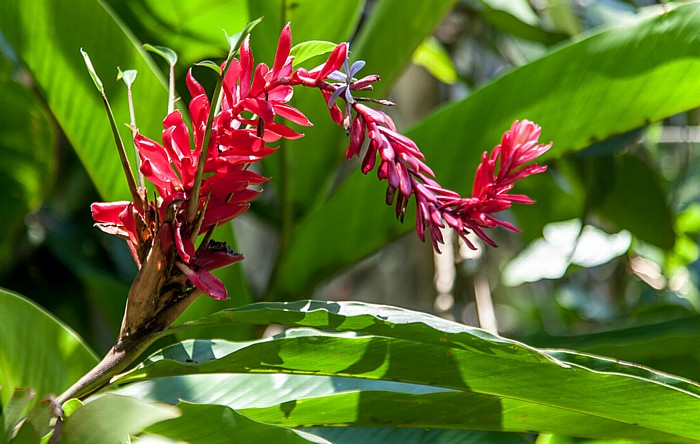 Victoria (Seychellen) Mont Fleuri Botanical Gardens