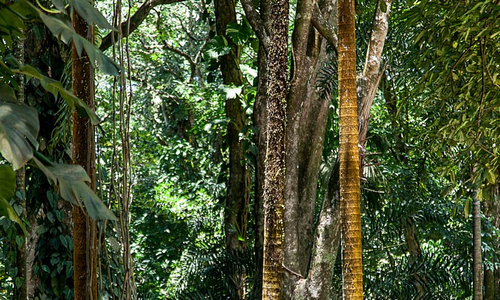 Victoria (Seychellen) Mont Fleuri Botanical Gardens