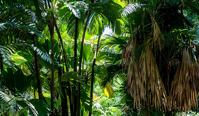 Mont Fleuri Botanical Gardens Victoria (Seychellen)