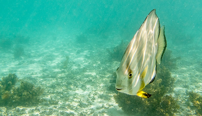 Indischer Ozean (Anse Source d'Argent): Rundkopf-Fledermausfisch (Platax orbicularis) La Digue