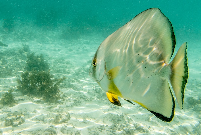 Indischer Ozean (Anse Source d'Argent): Rundkopf-Fledermausfisch (Platax orbicularis) La Digue
