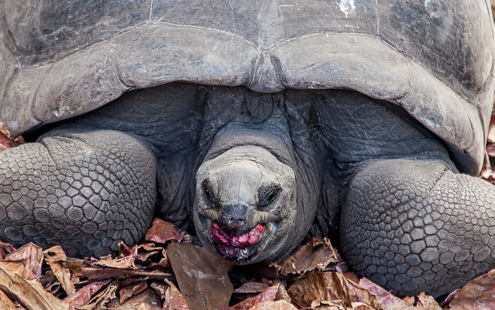 La Digue L'Union Estate: Aldabra-Riesenschildkröte (Aldabrachelys gigantea)
