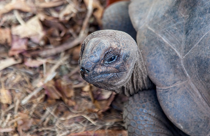 L'Union Estate: Aldabra-Riesenschildkröte (Aldabrachelys gigantea) La Digue