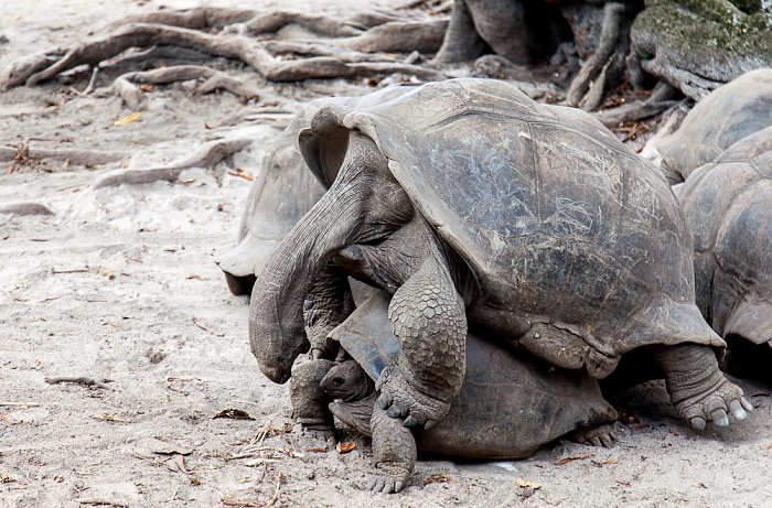 L'Union Estate: Aldabra-Riesenschildkröten (Aldabrachelys gigantea) bei der Paarung La Digue