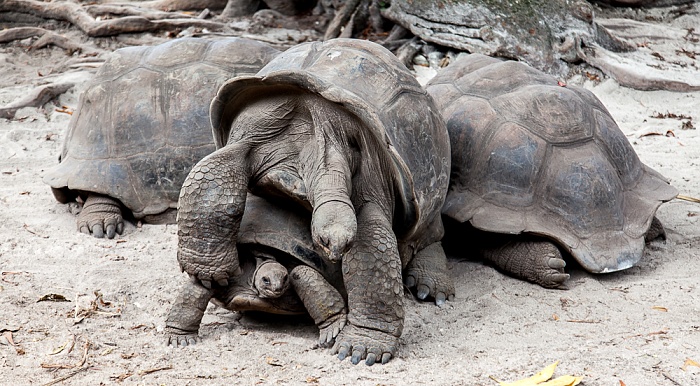La Digue L'Union Estate: Aldabra-Riesenschildkröten (Aldabrachelys gigantea) bei der Paarung