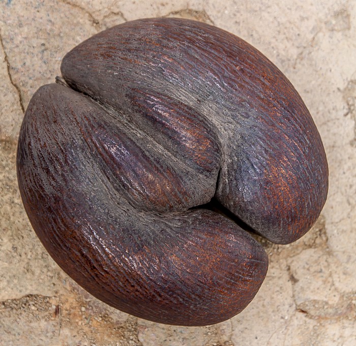 Vallée de Mai: Samen der Seychellenpalme (Coco de Mer, Lodoicea maldivica) Praslin