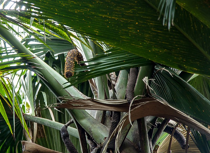 Praslin Vallée de Mai: Seychellenpalme (Coco de Mer, Lodoicea maldivica) - Männlicher Blütenstand