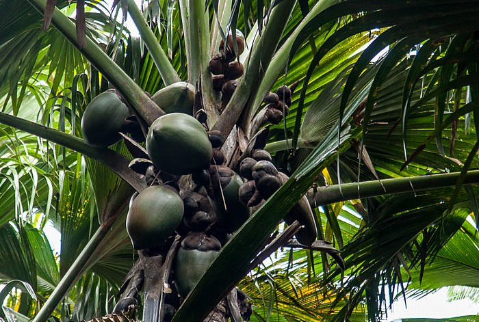 Praslin Vallée de Mai: Seychellenpalme (Coco de Mer, Lodoicea maldivica) - Weiblicher Blütenstand mit unreifen Früchten