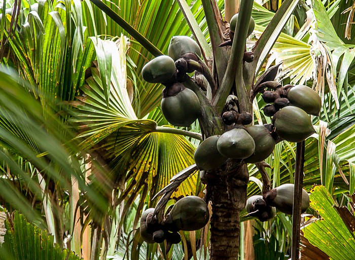 Praslin Vallée de Mai: Seychellenpalme (Coco de Mer, Lodoicea maldivica) - Weiblicher Blütenstand mit unreifen Früchten