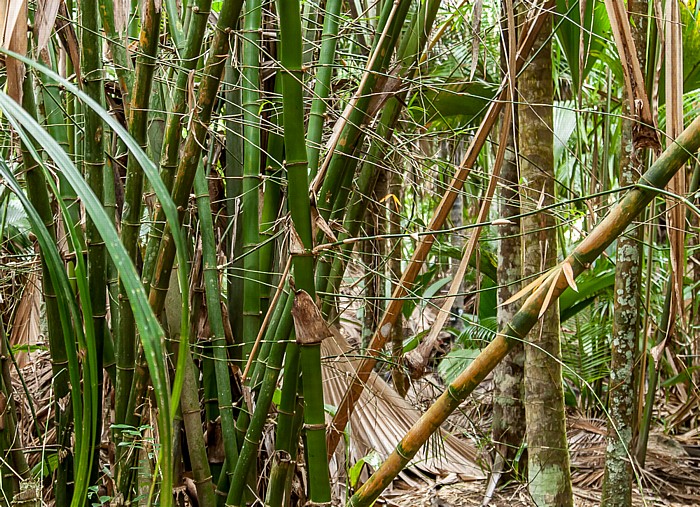 Praslin Vallée de Mai: Bambus