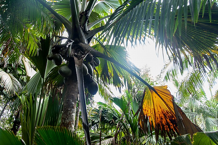 Vallée de Mai: Seychellenpalme (Coco de Mer, Lodoicea maldivica) - Weiblicher Blütenstand mit unreifen Früchten Praslin