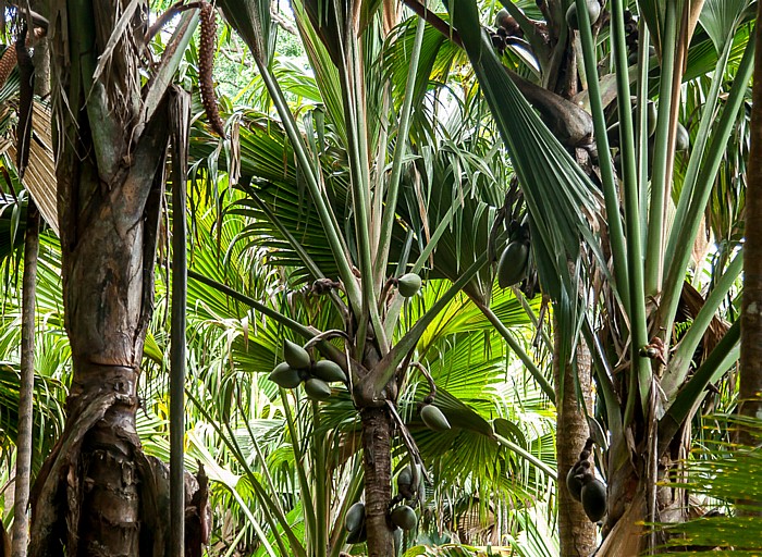 Vallée de Mai: Seychellenpalme (Coco de Mer, Lodoicea maldivica) - Weiblicher Blütenstand mit unreifen Früchten Praslin