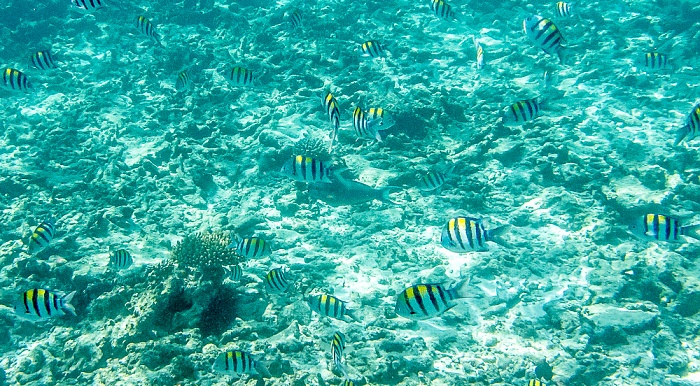 Vor Île St. Pierre: Indo-Pazifische Feldwebelfische (Abudefduf vaigiensis) Indischer Ozean Seychellen