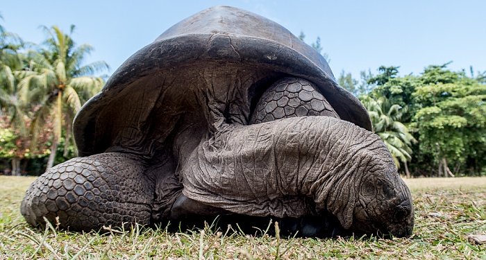 Curieuse Aldabra-Riesenschildkröte (Aldabrachelys gigantea)