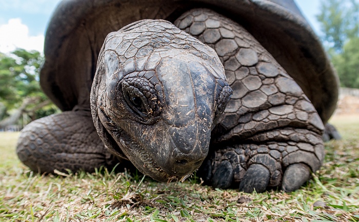 Aldabra-Riesenschildkröte (Aldabrachelys gigantea) Curieuse
