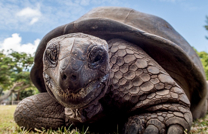 Curieuse Aldabra-Riesenschildkröte (Aldabrachelys gigantea)