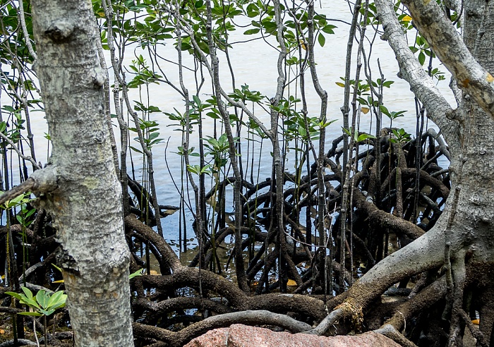 Curieuse Mangroven