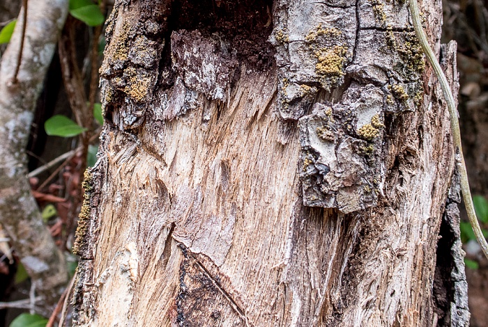 Curieuse Ceylon-Zimtbaum (Echter Zimtbaum, Cinnamomum verum)
