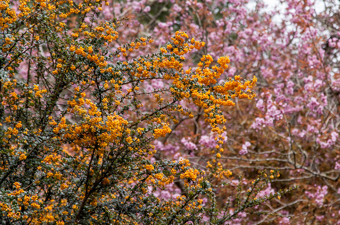 Thornhill Drumlanrig Castle Gardens